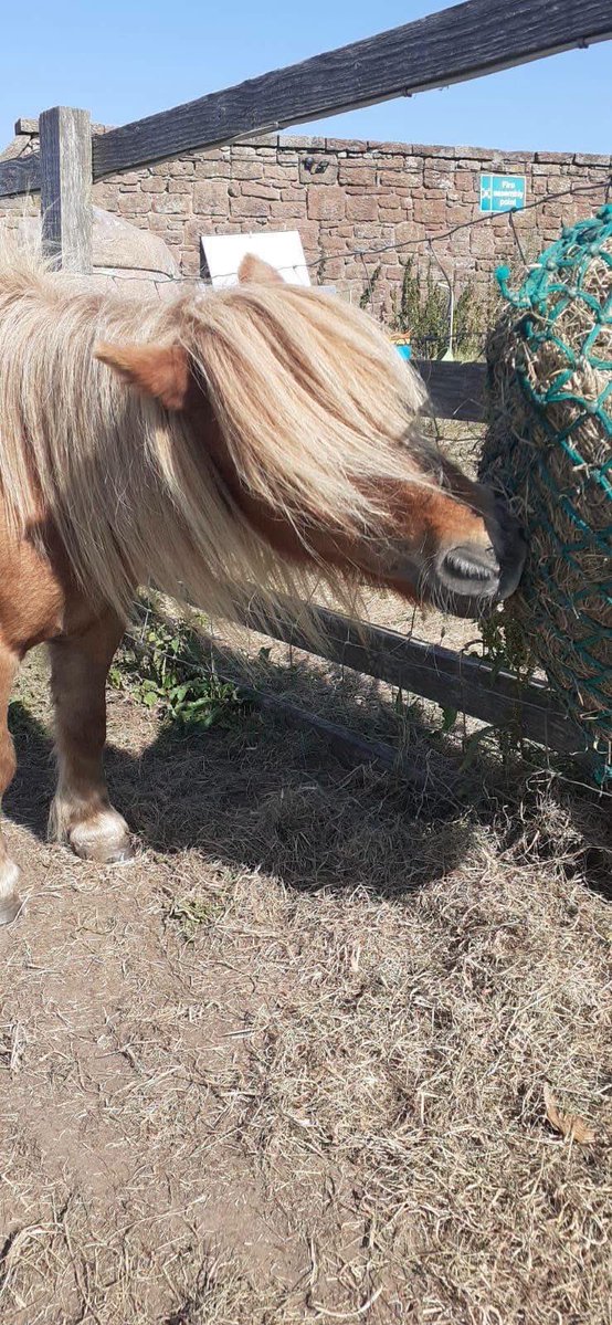 HorseSenseW's tweet photo. Good morning from our lovely Katy 😍 https://t.co/dqAd31vsxu