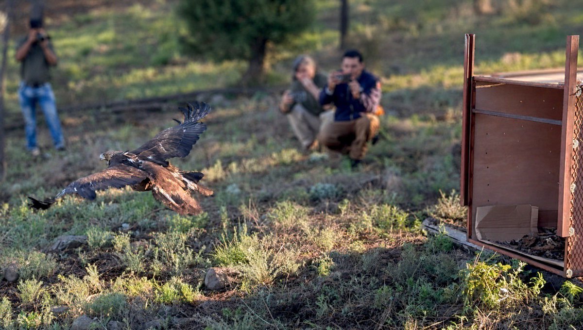 SECSonora's tweet photo. La @UES_MX colabora en un proyecto de investigación y conservación del águila real. 🦅✨

Lee el boletín completo en: https://t.co/q5DofpSSYE https://t.co/kBGYAnrbac