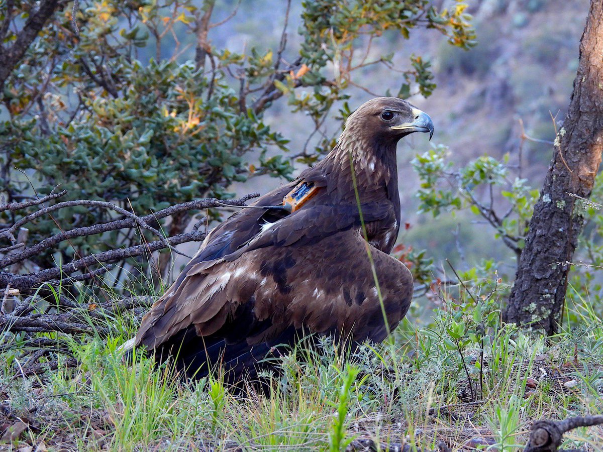 SECSonora's tweet photo. La @UES_MX colabora en un proyecto de investigación y conservación del águila real. 🦅✨

Lee el boletín completo en: https://t.co/q5DofpSSYE https://t.co/kBGYAnrbac