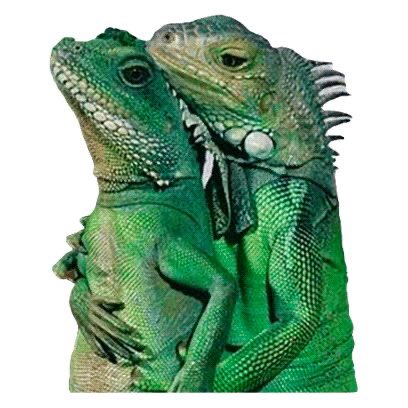 grahampillows's tweet photo. @TrouxaApaixo Acho que é desse meme aí kkkkk https://t.co/AniwqD9Ovo