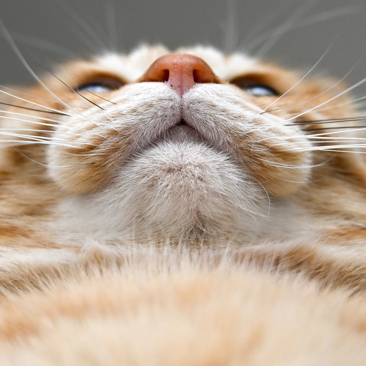 purinlala's tweet photo. タイムラインにデカい猫の顔があってもよい https://t.co/FtQSxewypq