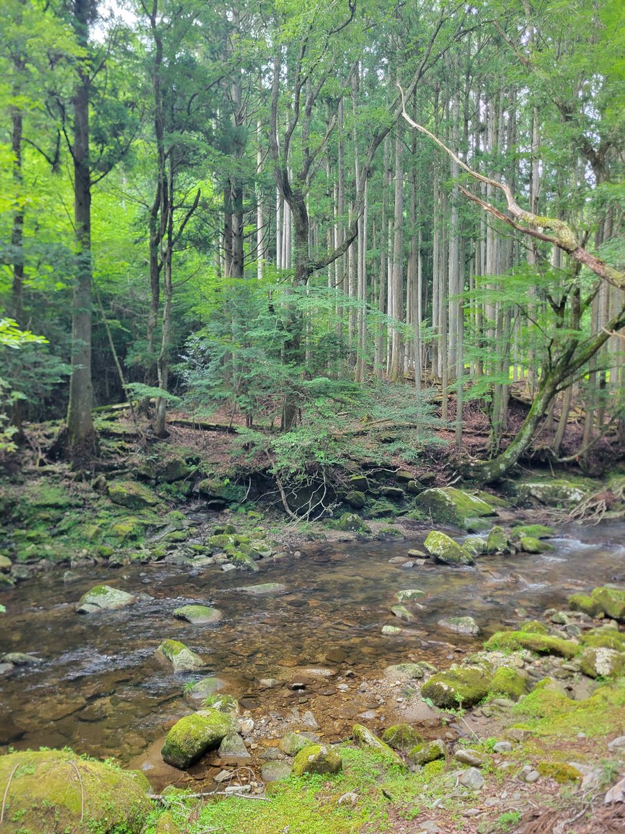 RusicaPan's tweet photo. 本日は森るしか https://t.co/Ce38GxQDpy