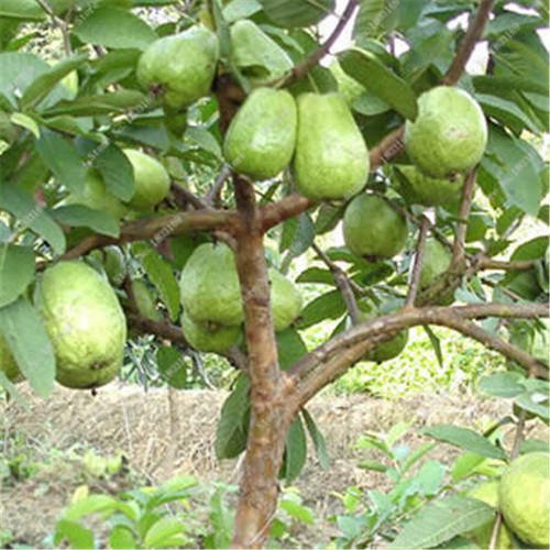 Nig_Farmer's tweet photo. Guava (Psidium Guajava) is one of the food blessings from the Universe!

Guava is called "Super Fruit" bcs of its high Nutrients content - Did you know Guava has 4x more Vitamin than Orange? It contains 4x more fibre than Pineapple

The wood of a Guava tree is the best for Smoking meat (Asun) it adds to the flavor of the meat, the wood is also used to make wooden combs (Yoruba call Ilari). 

The Guava leaf is one of the most potent healer in the plant kingdom (NaijaFarmertips loading - una go tire)

Guava does extremely well in the tropics which makes Nigeria one of the best place in the world to grow it. 

The South West, South South, South East are the places where Guava survives in Nigeria

Nigeria produces around 700 metric tonnes of Guava while the world production is ~45m tons. 

The Guava global market is ~ $4b. USA & Germany are Nigeria's Guavas destinations. They used it in making juices, jams and jellies

A Guava tree can grow beyond 30 feet & can live for more than 40 years. Each tree can produce over 100kg of fruits per year (they produce fruits twice a year). 

Hybrid Guava will start producing fruits by the 3rd year while seed propagated tree will fruit by the 4th year

With proper planting space & management, 1 hectare of Guava plantation will yield around 20-30 tonnes of fruits per year. 

The yield between year 3-8 will not be much, by year 9 they start to produce at optimum level

It is one of the easiest perennial crops to grow, planting is before or early rain as the young plant needs good water to grow - irrigation is good (drip please).

Guava aren't prone to diseases like other crops & can be treated with common pesticides/insecticides

Fertilizer needed is mostly Organic, there's no special treatment when planting Guava just follow basic perennial crop production management techniques

Pound for Pound - Guava is more expensive than Orange & Mango bcs they're rare in the market which makes it costlier hence you can make good return on your investment if you venture into Guava production

If you don't want to export or do marketing stress. You can sell the tree for a production year i.e The fruit women will buy the tree for that season, they pay you and they harvest all the fruits themselves and sell. Your is to just collect money.

It's something you can plant in your backyard, use as fencing for your farm, or invest in fully. You'll make money or enjoy the fruit all the same.

Thank you for reading.
Happy Weekend to you
Lanre (NaijaFarmer)