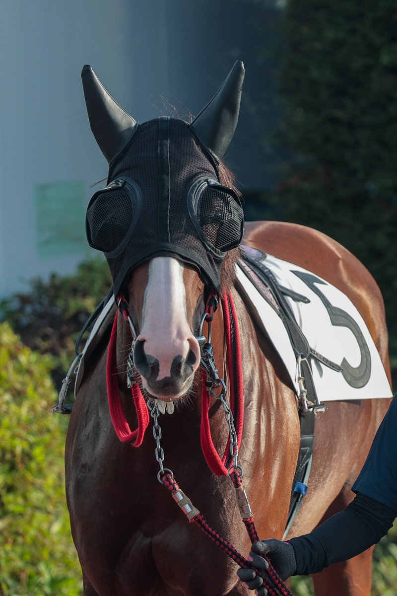 hiro62dober56's tweet photo. 茶こしからうっすら見える瞳が可愛い🐴

26.08.07 浦和競馬 8R（9着）

サノノラブミー × 半澤慶実騎手
川島豊厩舎 https://t.co/E7Ka2VTq9X