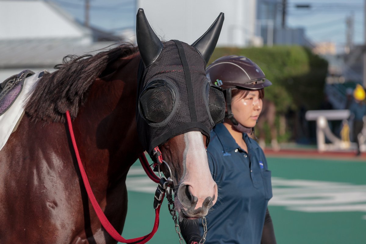hiro62dober56's tweet photo. 茶こしからうっすら見える瞳が可愛い🐴

26.08.07 浦和競馬 8R（9着）

サノノラブミー × 半澤慶実騎手
川島豊厩舎 https://t.co/E7Ka2VTq9X