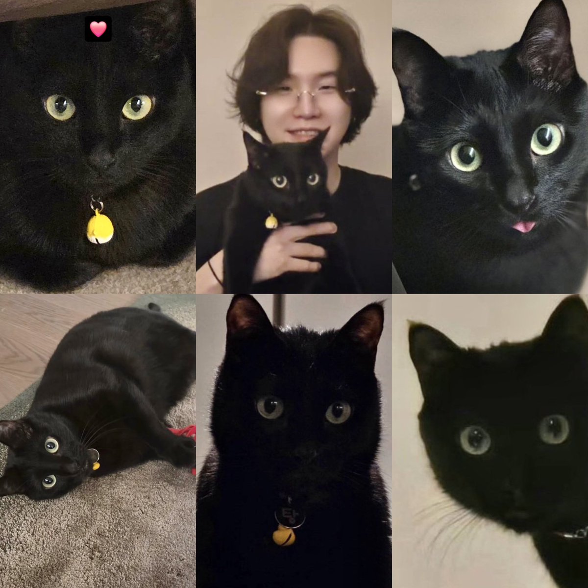 btsdaily77's tweet photo. Happy International Cat Day! Celebrating our Tangie. 🐈‍⬛🐾🎉 https://t.co/V9GTPumuqQ