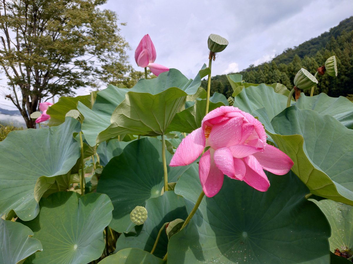 skentatta's tweet photo. ゲリラ豪雨止んだので
そのまま南条で降りて裕子Pの聖地である花はす公園来ました。 https://t.co/ali4fQNqcN