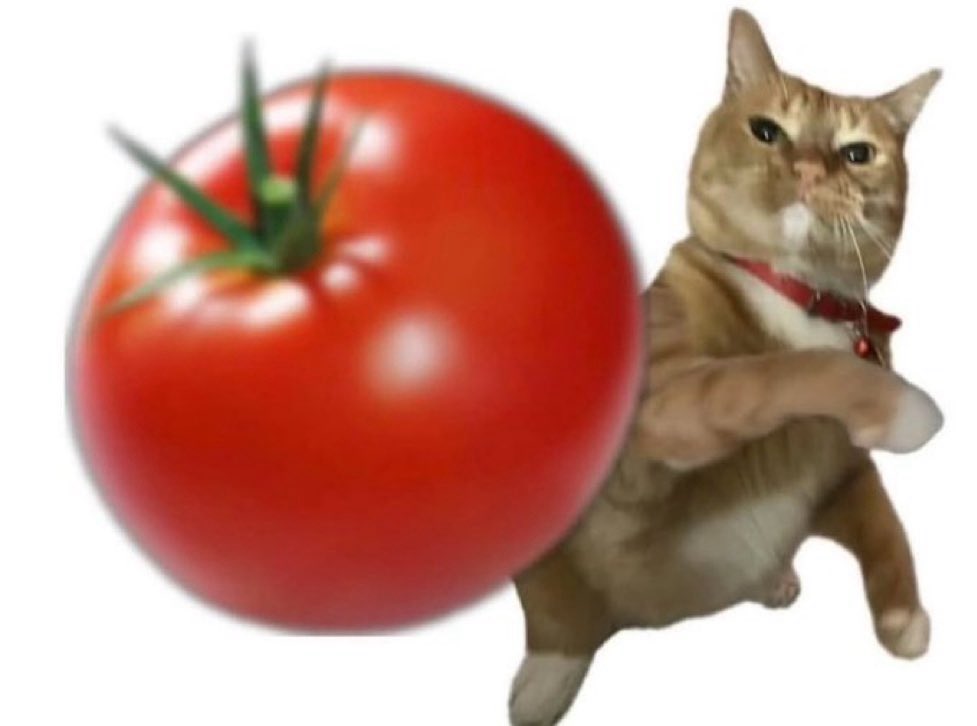 gatinarios's tweet photo. primeiro tomate jogado de agosto https://t.co/jta3HO14gt