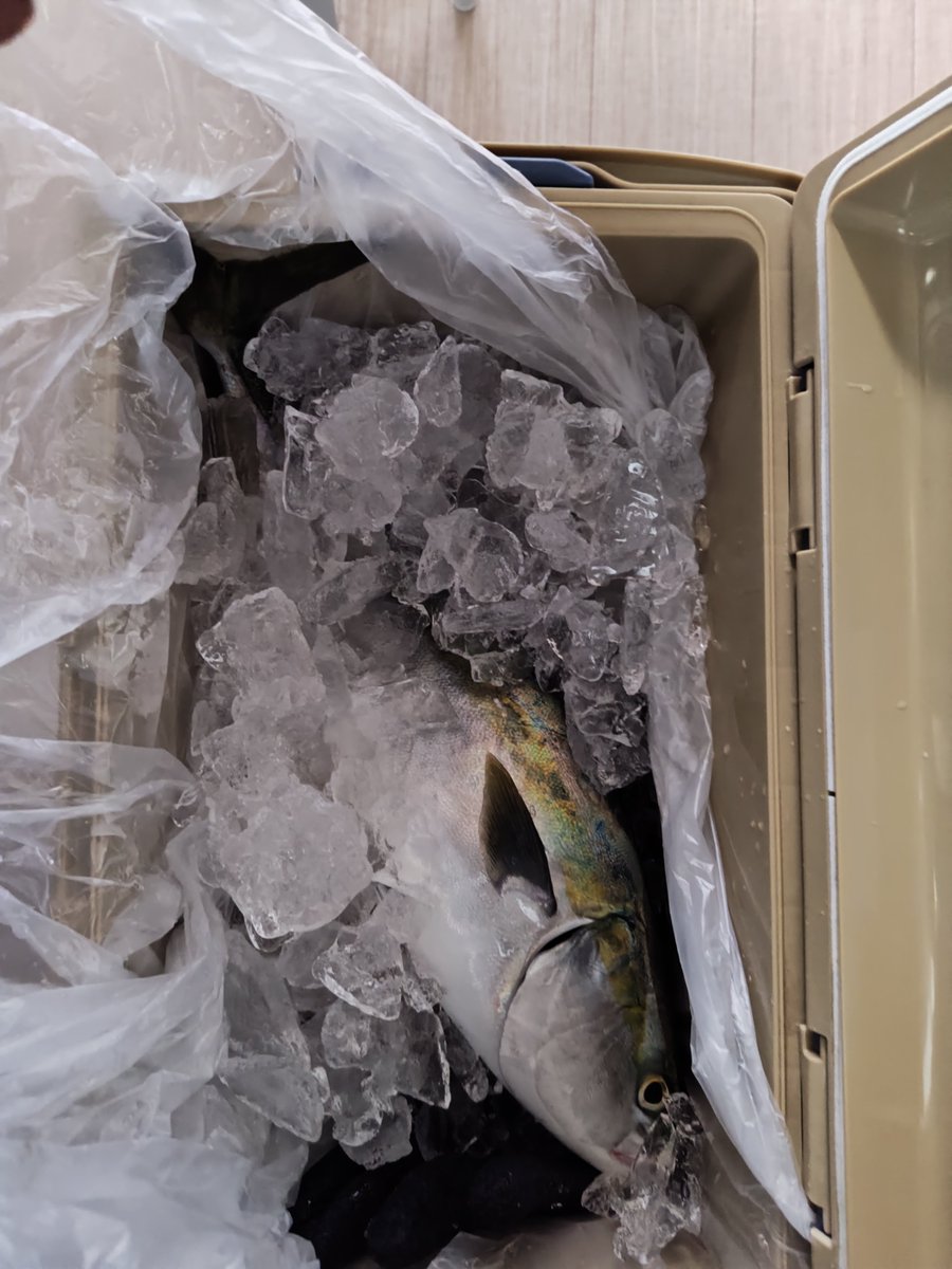 mizu1401's tweet photo. 市の親子漁船釣船教室に参加。娘は船酔いで早々にダウン。娘の分も釣ろうとやる気満々だったが、途中泳がせでドラグを緩め忘れて竿とリールを落としてしまう。今までありがとうバルケッタ✨ https://t.co/07gnBTjy9H