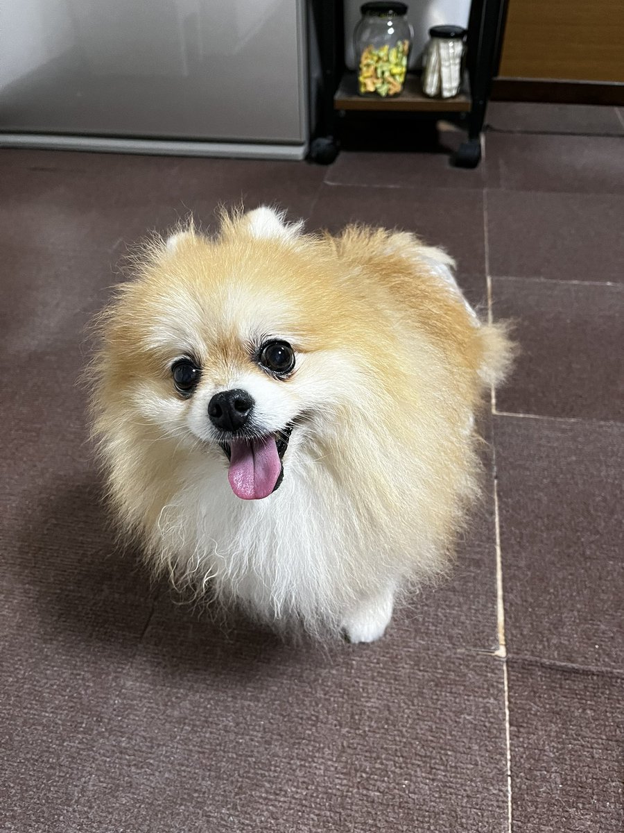 wemppam's tweet photo. 雷怖いわん

ちっこたれ対策のおむつ☺️ https://t.co/P0VqP518MZ