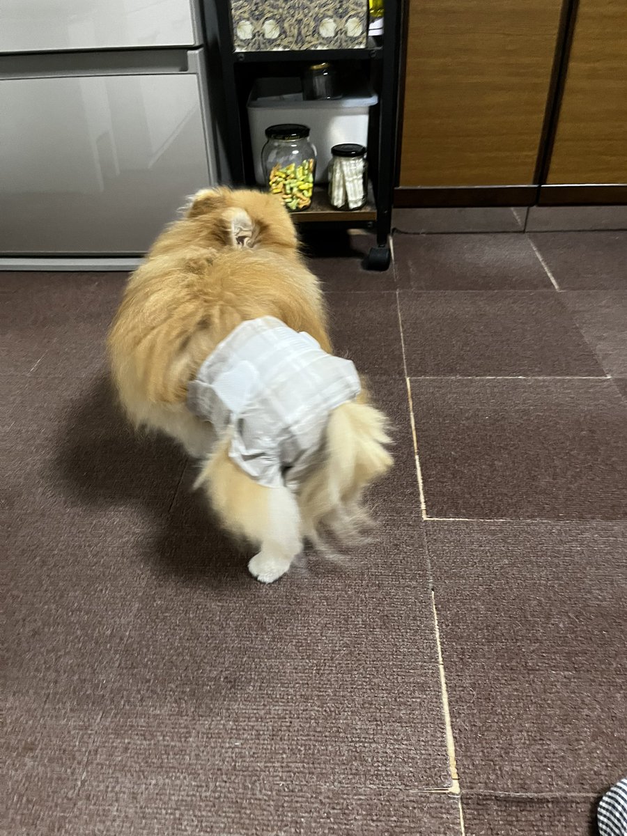 wemppam's tweet photo. 雷怖いわん

ちっこたれ対策のおむつ☺️ https://t.co/P0VqP518MZ