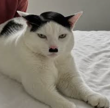 RacistAnimals01's tweet photo. @IntellectualMoe I think i'm in love https://t.co/EigFuRQndf
