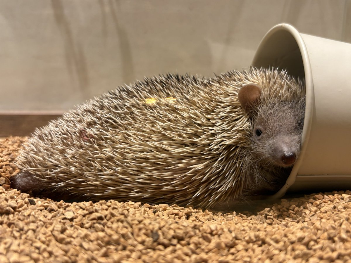 HARRY30266433's tweet photo. お気に入りの缶からチラッとヒメハリちゃん🦔🫣

ただいまのお時間ゆっくりお過ごしいただけます🫧
是非お立ち寄りください😊🐾

#ヒメハリテンレック #lesserhedgehogtenrec #動物カフェ #animal #横浜中華街 https://t.co/gtP7DcpWck
