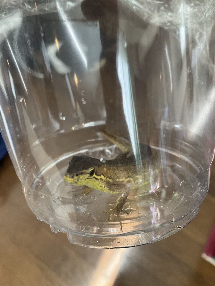 sioMilaw's tweet photo. カナヘビ捕まえて遊んでる(今日中に離します https://t.co/4egyMfe8W0