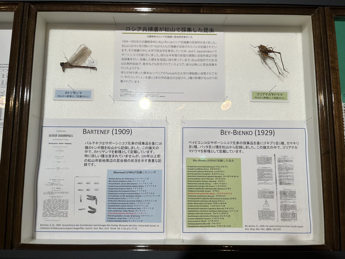 tefutaro's tweet photo. 愛媛大学の昆虫展2026に行ってきた。
ご当地ならではのロシア人捕虜による採集品や、故永井さんのアトラスオオカブトのタイプ標本などを鑑賞。
チョウの標本では、よくやる間違いを見つけてしまった。

@EU_konchuten https://t.co/n2mWmrMtyB