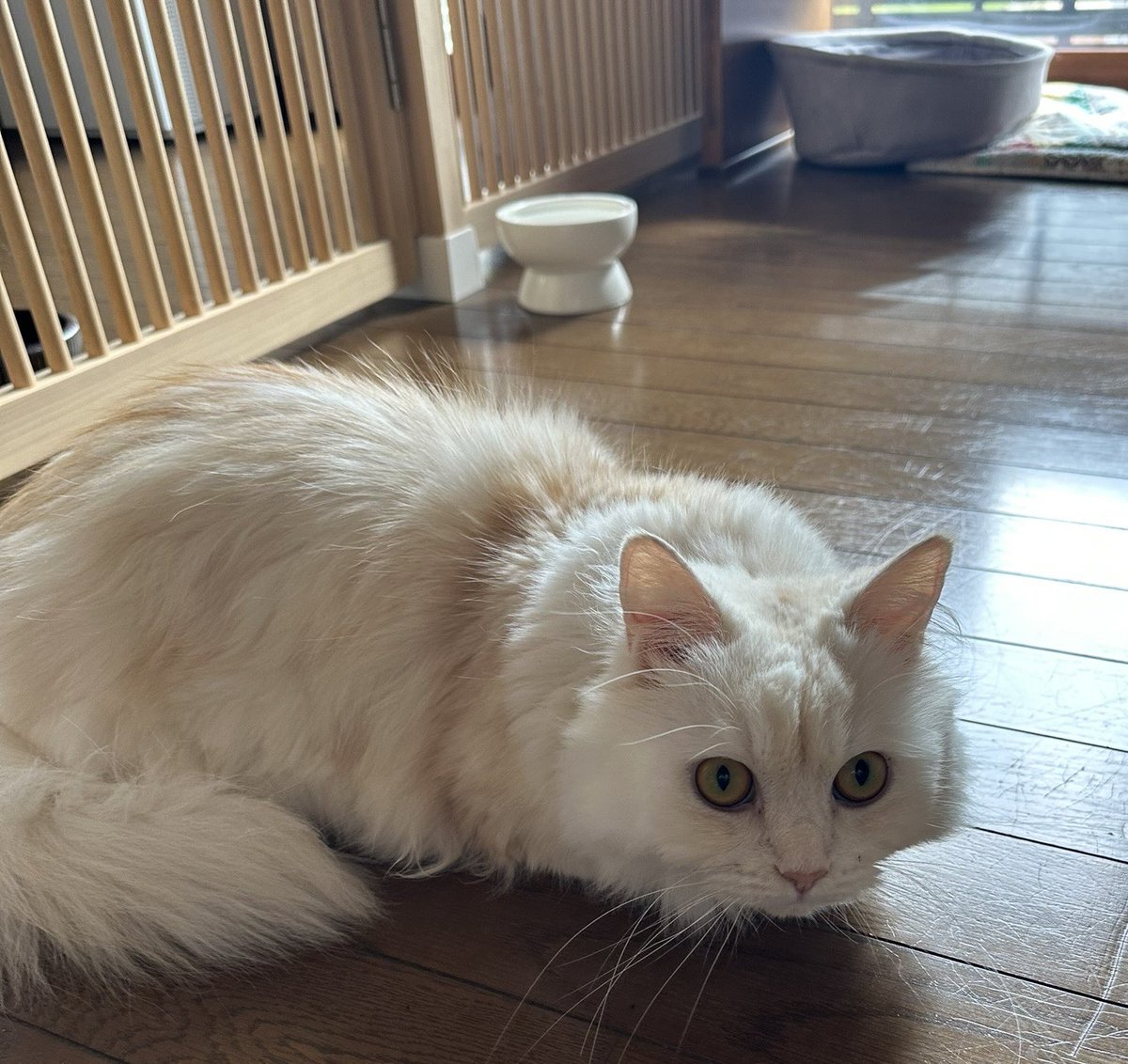 MHWL1230's tweet photo. #世界猫の日
元気いっぱいニャンズです🐱🐱🐱 https://t.co/9fLxty9FBz