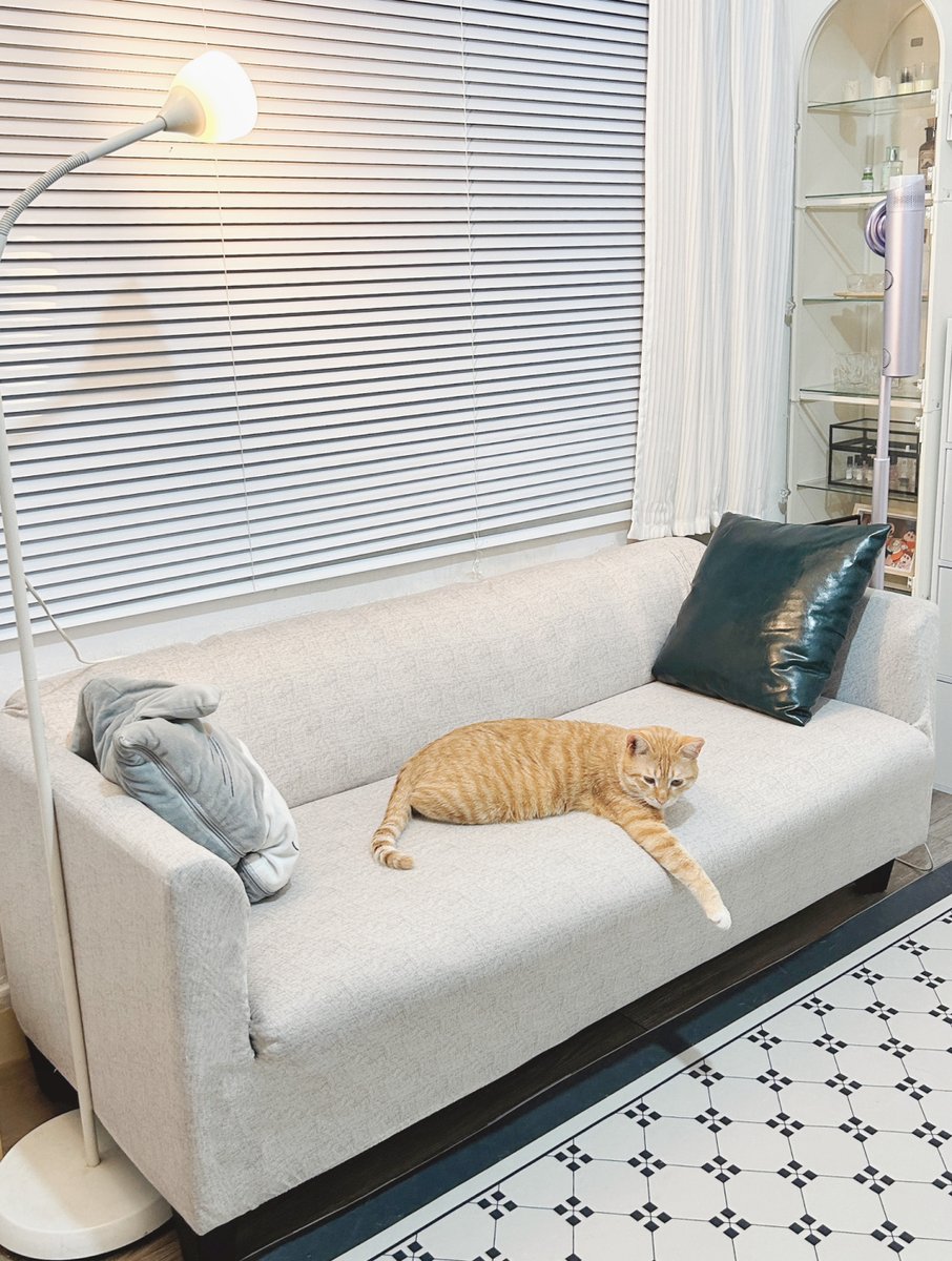 NicoleB978's tweet photo. Just finished a warm homemade pasta night with my cat curled up on the couch—small cozy wins hit different ， https://t.co/2MSLAeJLDc