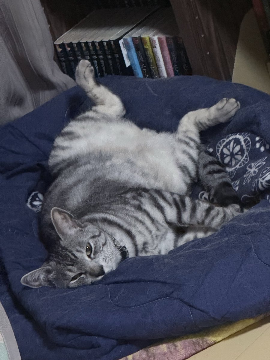 runa_usagi1114's tweet photo. 本日は、#世界猫の日 らしいので、我が家のニャンズの対照的な寝姿を載せておきます。

#保護猫兄弟
#ユーリ
#リョーマ https://t.co/nARAZfNdfm