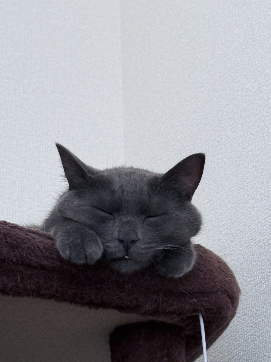 runa_usagi1114's tweet photo. 本日は、#世界猫の日 らしいので、我が家のニャンズの対照的な寝姿を載せておきます。

#保護猫兄弟
#ユーリ
#リョーマ https://t.co/nARAZfNdfm