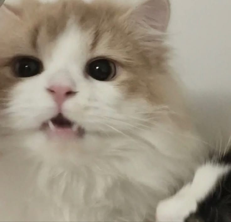 justbunnycu's tweet photo. วันนิเทอบอกรักพิ่ยัง      มะกี้บอกปัยแลวงัย
มะเหนจำได่เลย             โอย เค้ารักเบบิ๋ เคมะ https://t.co/7Gs5A43FrI