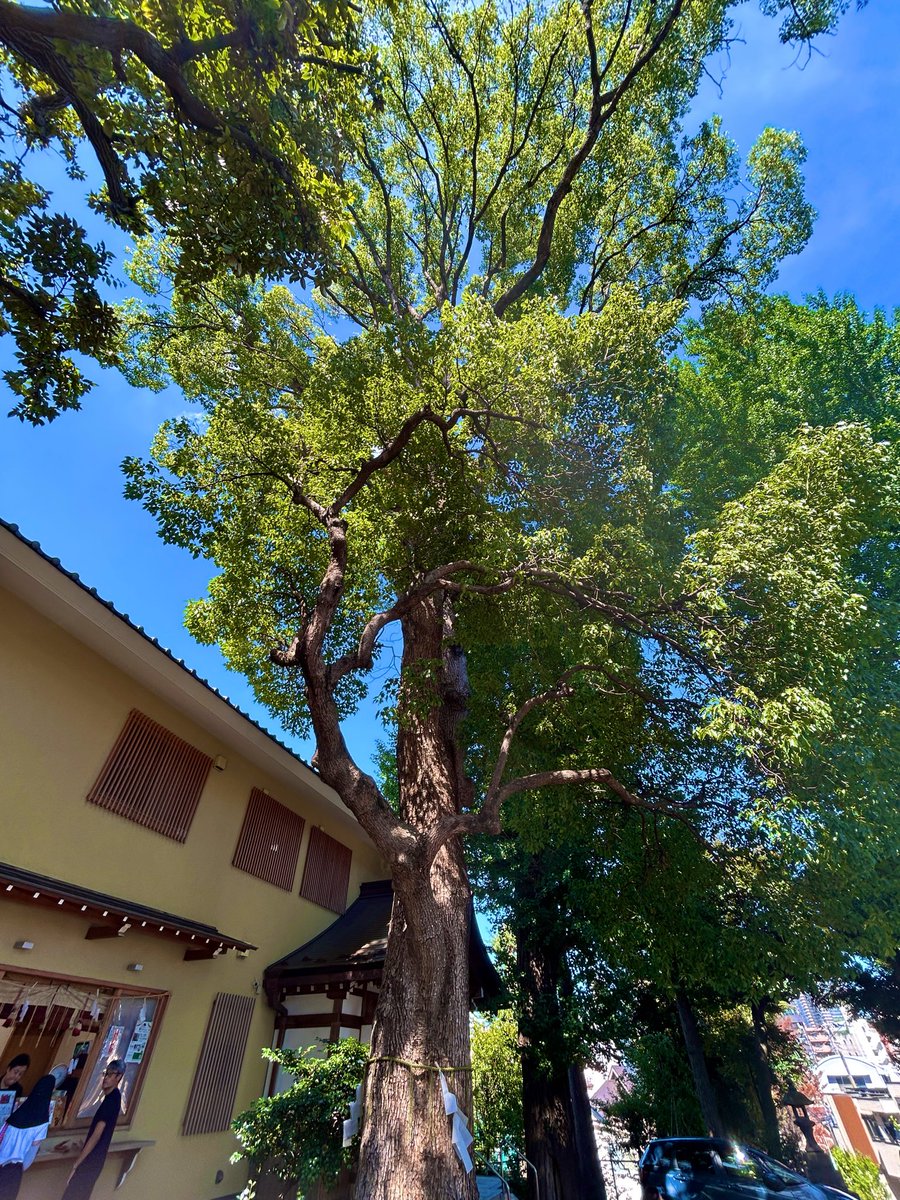 nobuo_u's tweet photo. 八ならびの御朱印をもらいに、中目黒八幡宮へ
1時間弱並んで無事に書き込みで頂きました
いつもと違うデザインなのかな？

来年は、令和九年十月十一日に行ってみようかなー

#ヨコハマフットボールを楽しもう https://t.co/7QVBp8f7xk