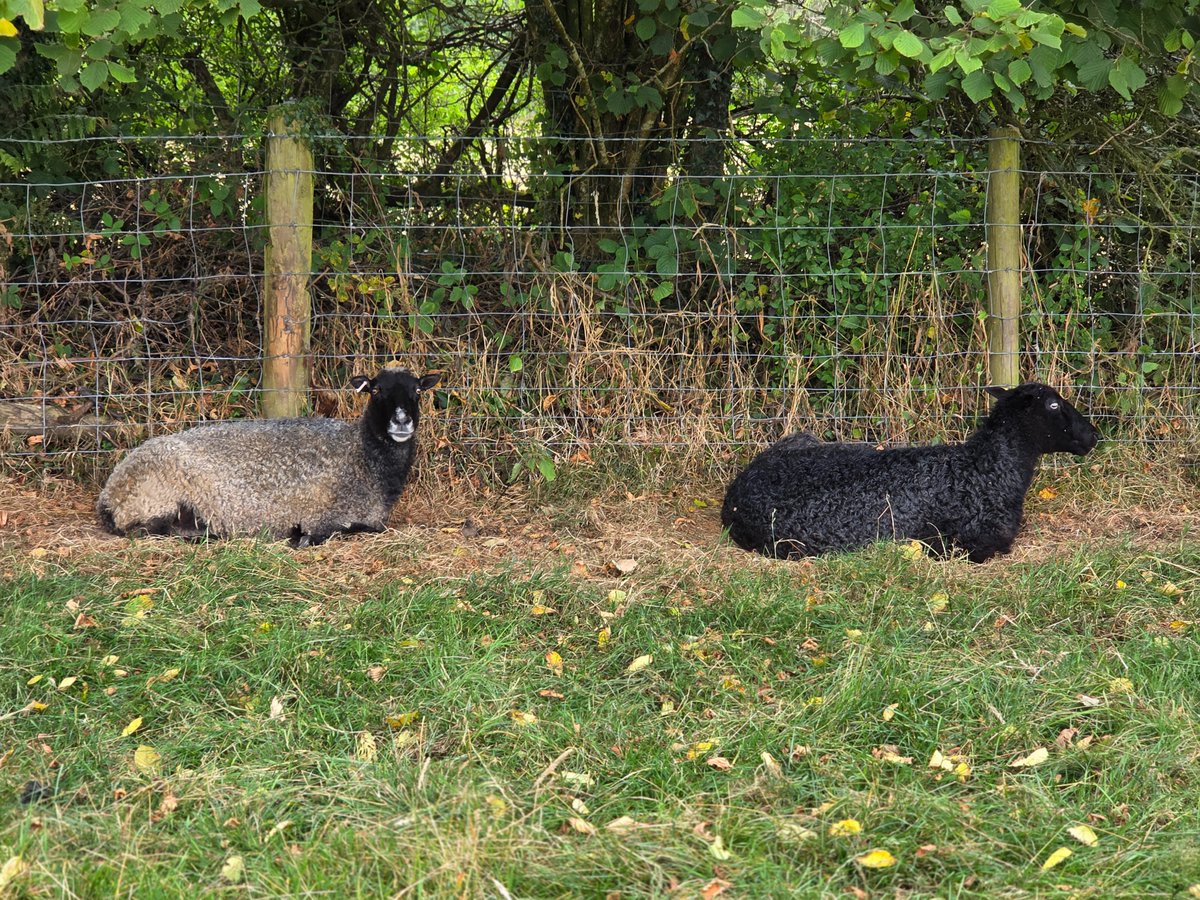 WPSSanctuary's tweet photo. Kiss and Kohl sheltering under the hedge 💞 It seems to be hotting up again ☀️🌡🥵
#animalsanctuary #sheep365 #summer #nonprofit #Amazonwishlist #animallovers #foreverhome #adoptasheep
https://t.co/2mryl593Xf https://t.co/sCHgonTDo5
