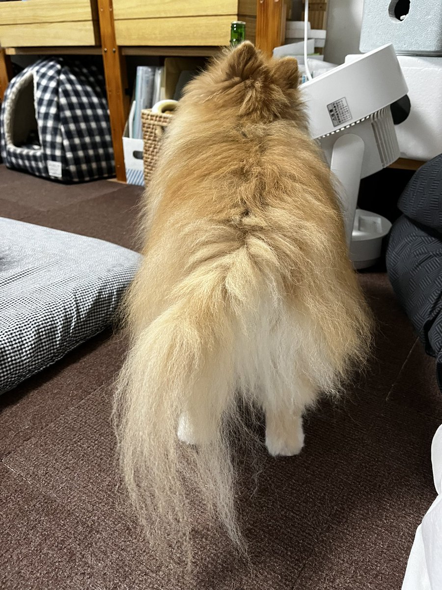 wemppam's tweet photo. 雷がなりだし怯えるはな。

ぽんにぃは平気。

おはなさんよ、来週は花火大会だよ。

こわいねぇ😔 https://t.co/UqlOg6clsa