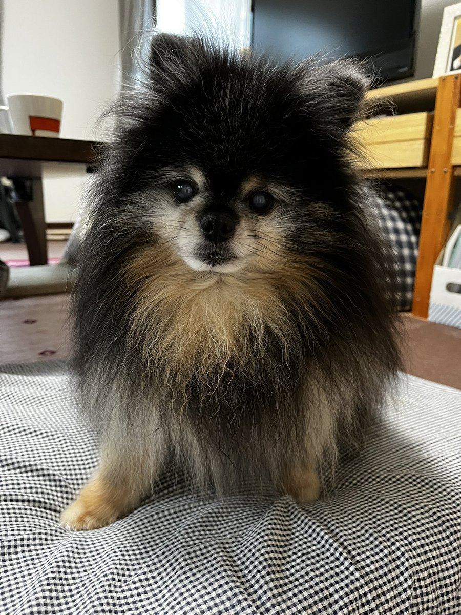 wemppam's tweet photo. 雷がなりだし怯えるはな。

ぽんにぃは平気。

おはなさんよ、来週は花火大会だよ。

こわいねぇ😔 https://t.co/UqlOg6clsa