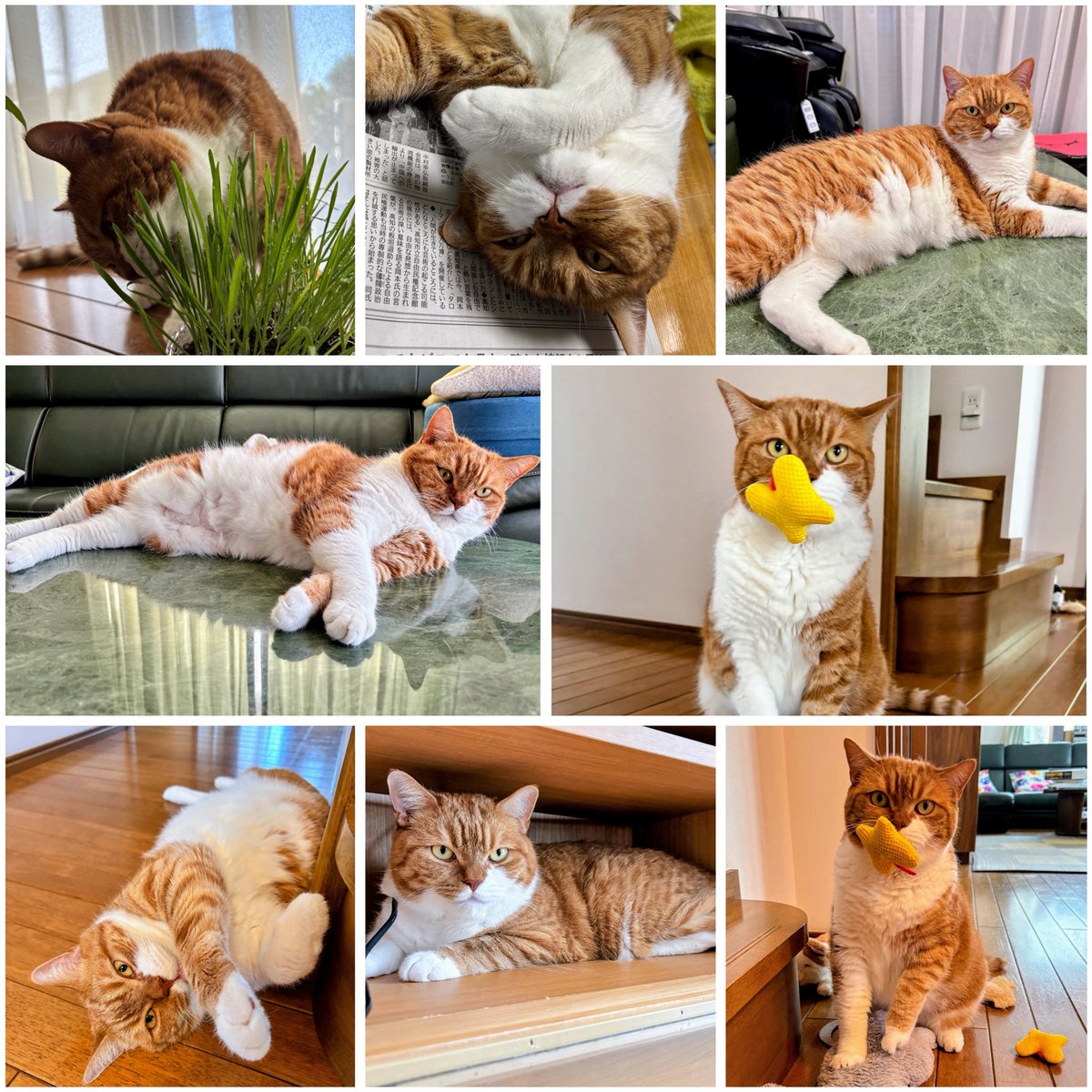 8314yk's tweet photo. 今日は #世界猫の日 だそうです。
そんな特別な日でも、我が家の駿太郎は通常運転😂
① 新聞を読もうとすると、なぜかその上で寝始める（そしてカメラ目線）。
② と思えば、超ワイルドに猫草を「実食」。
③ ソファ下やテーブルでリラックスするも、表情は常に真剣（笑）。
④ お気に入りのアヒル？さんは、今日も離しません。
このギャップがたまらない、愛すべき駿太郎でした🐈
皆さんも、素敵な猫の日を！
#InternationalCat Day #猫の日 #茶トラ白猫 #猫あるある #新聞猫 #駿太郎 #ギャップ萌え