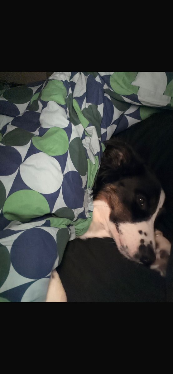 Nafortunai_'s tweet photo. Su perrito 🥺 https://t.co/WzKko7Lp5E