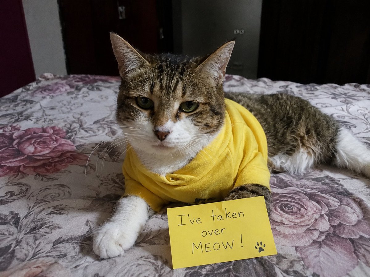 SudhansuR97697's tweet photo. Hoo-mans thought they owned Binanceβ¦
My cat had other plans. π±π
βIβve taken over. Meow!β πΌπ₯
#Binance #BinanceCats #Meow #CatTakeover https://t.co/3WEFvQv6Ts