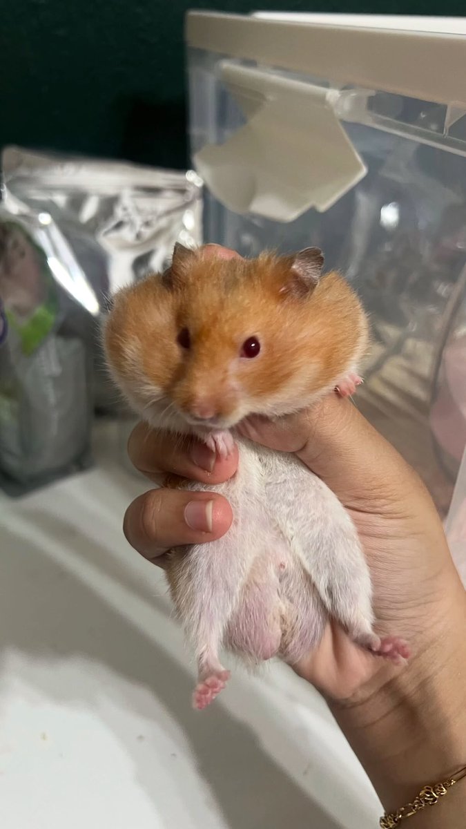 JoySam04's tweet photo. Guys, I made tomato spaghetti for my hamster!! He loves it sooo muchhh and then stuffs ALL of it into his cheeks 😭🐹🍝❤️ https://t.co/BR716hbKIi