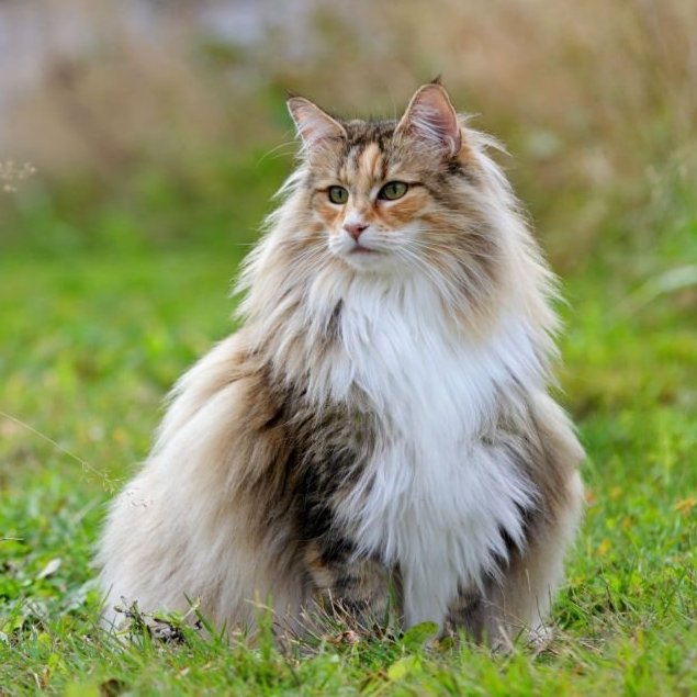 AMAZlNGNATURE tweet picture