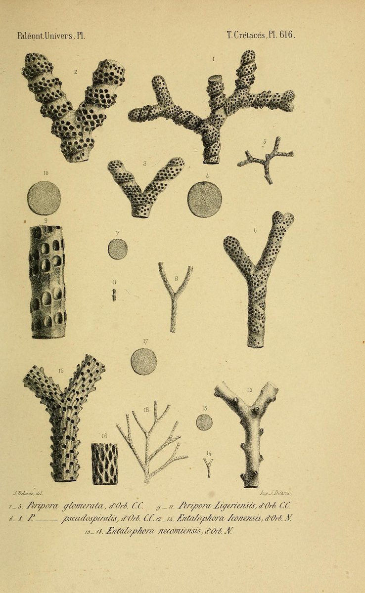 CRCpaleos's tweet photo. PALEOILUSTRACIONES
Peripora / Entalophora
📚 Paléontologie française, Paris, Chez l'auteur, 1840-1894
#Cretacico #Briozoos #IlustraCiencia https://t.co/sEXMwRC3FQ