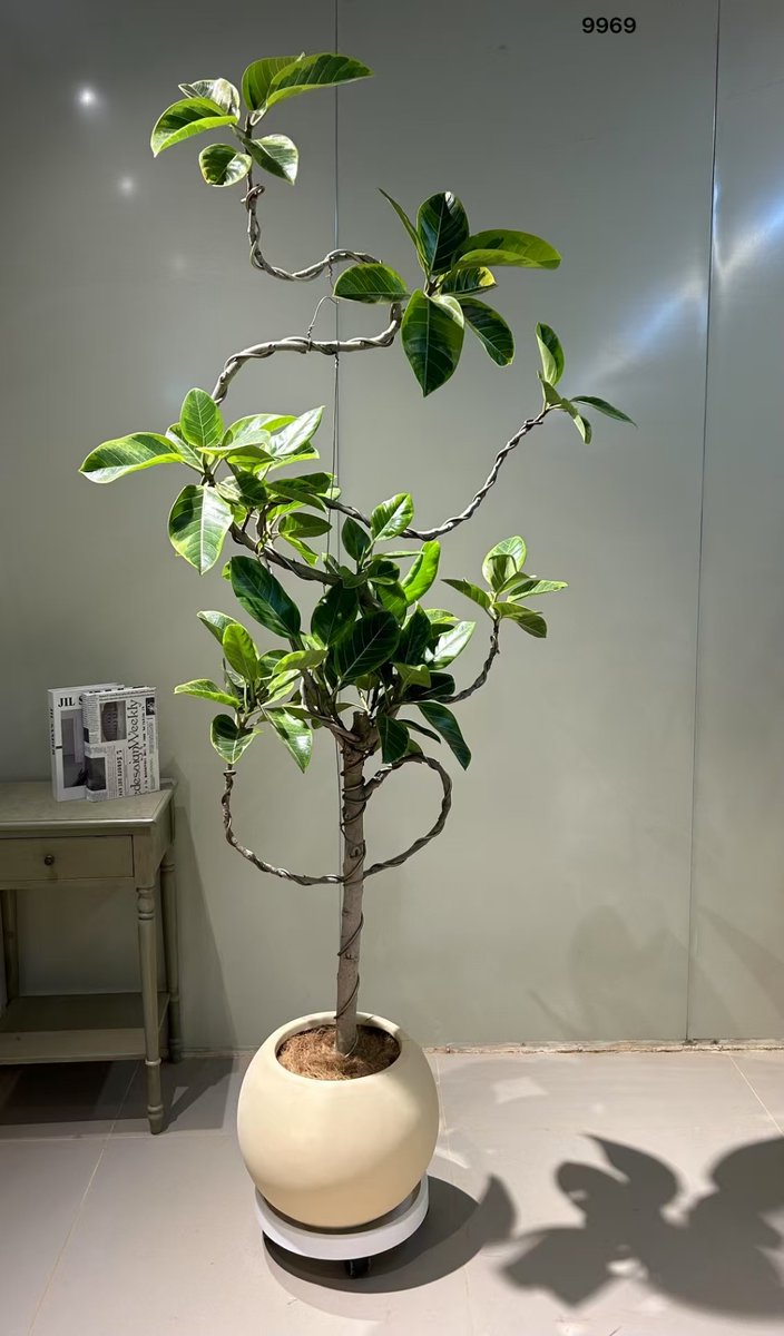 Sebastianei0f0's tweet photo. Keep your pothos happy by letting its soil dry out between waterings! Bright indirect light = lush, trailing vibes https://t.co/4hLByQI8zW
