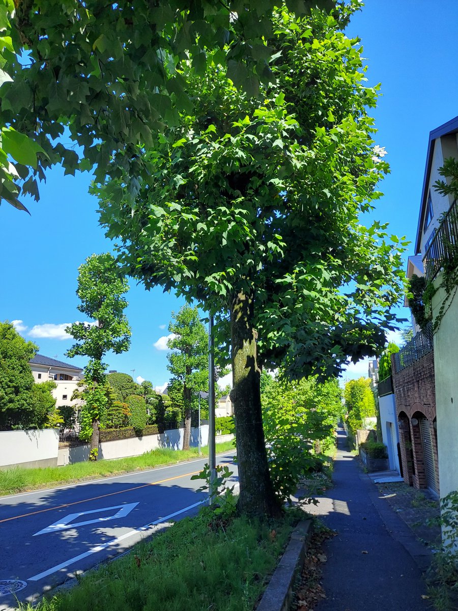 miimaticlabo's tweet photo. 夏だよなー https://t.co/hbUmhy3ZV0