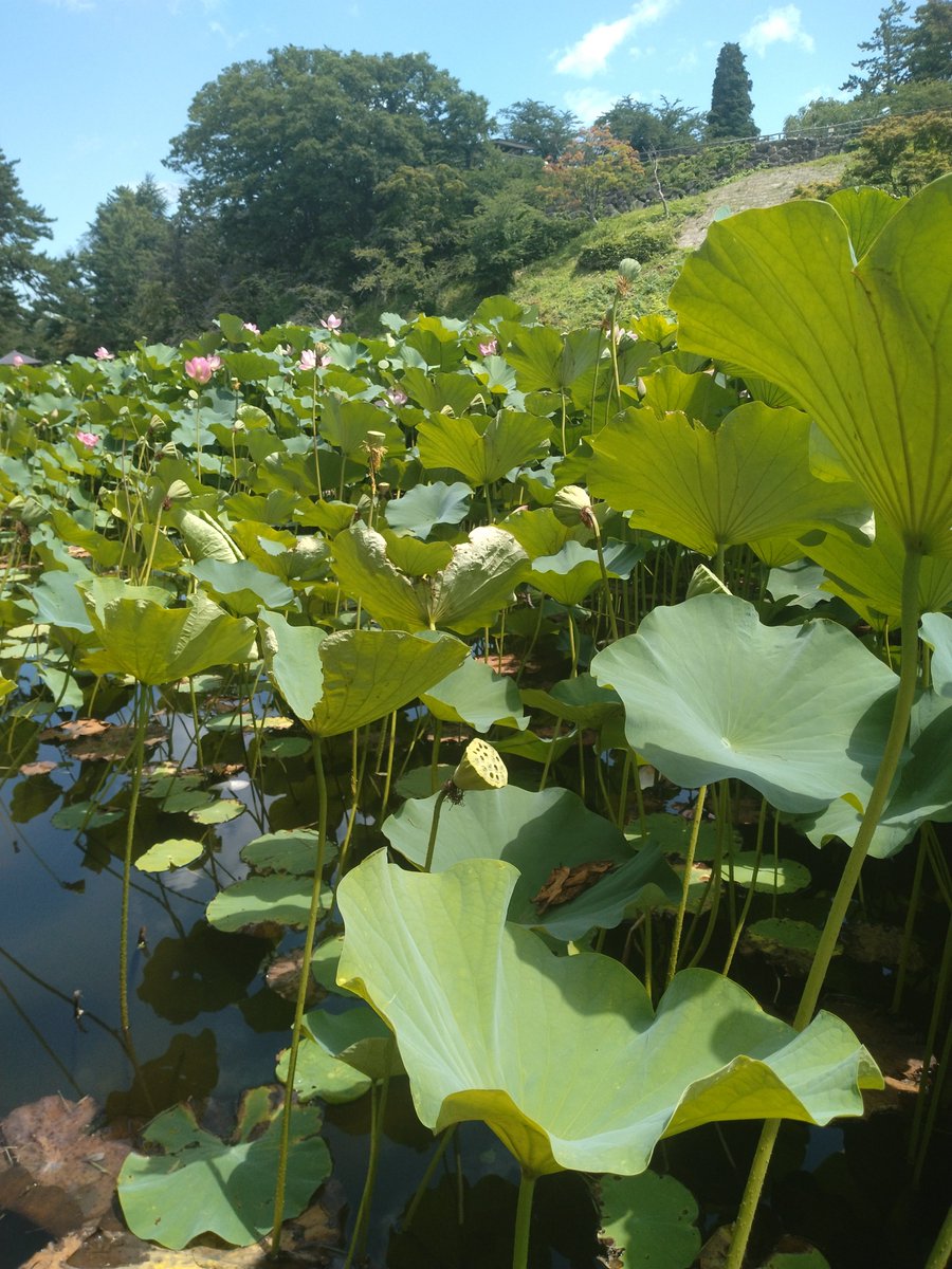 Ray_08071's tweet photo. 弘前城！蓮の花綺麗だった、今船乗って青森>>>>北海道 https://t.co/QbDR4Vu1Bu