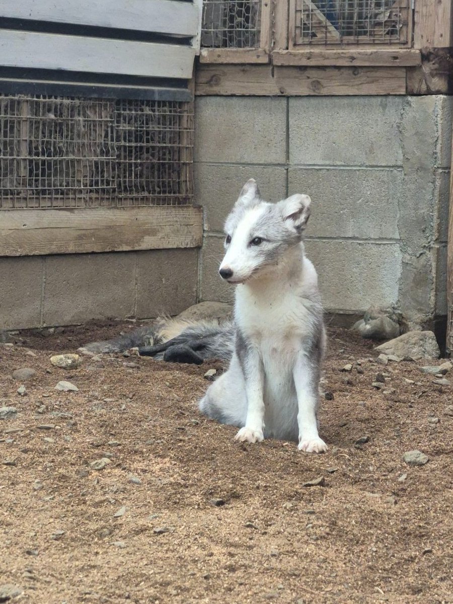 kon_fox_village's tweet photo. 夏毛のホッキョクギツネさんはプラチナキツネによく似た毛色になっています
冬毛のもこもこな姿とはまるで別人(狐)です https://t.co/UryXnizKl0