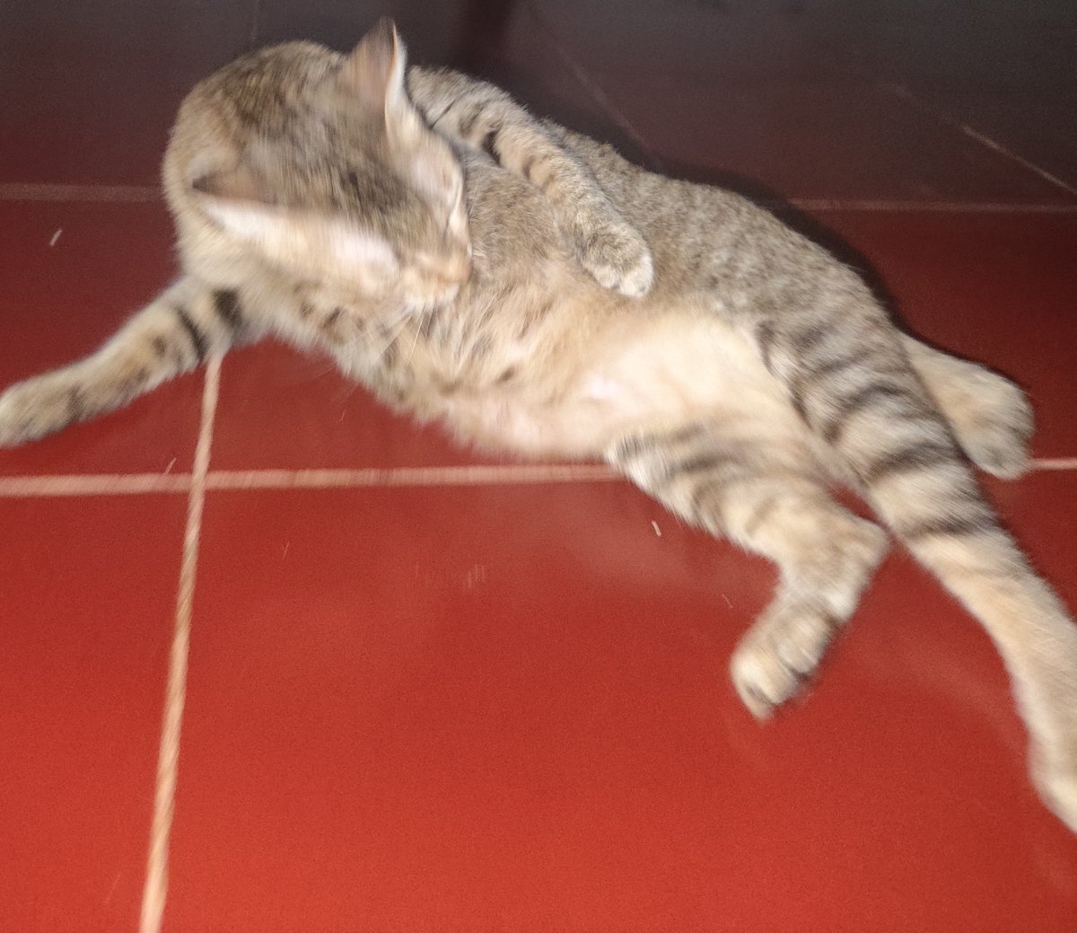 ChuuAteMeUp's tweet photo. @mikapilots My cat mogs btw https://t.co/4LSAAr1gpw