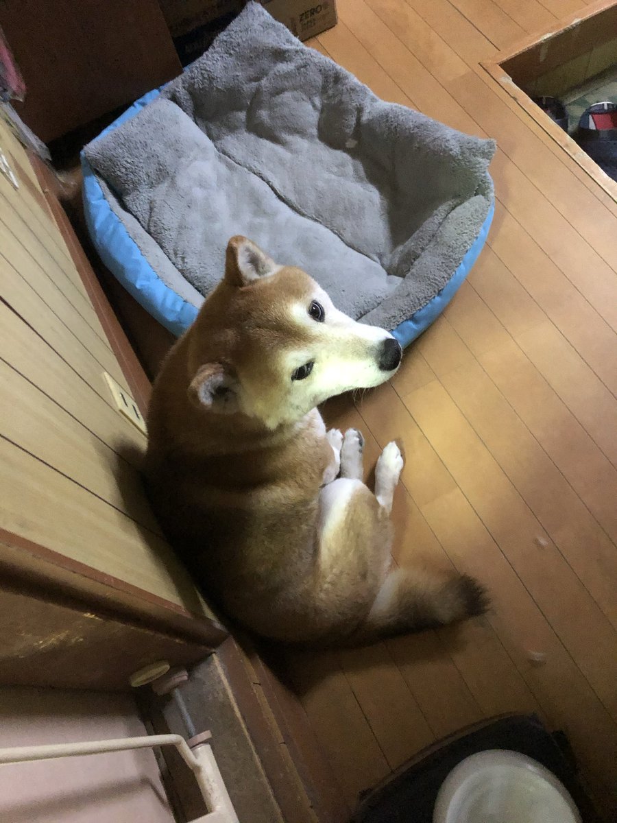 m1kkun7's tweet photo. 少し気持ちの整理がついたので

昨日うちの犬が亡くなりました。
自分にとっては8歳のときから一緒に過ごしてきたので、あまりに突然の別れすぎて未だに信じられない自分もいます。

落ち込んでる時に心配で寄ってきてくれることもありました。人をよく見ている、自分にとっては兄みたいな犬でした。 https://t.co/rAJAEqmkWl