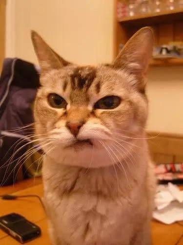 piashtray's tweet photo. International cat day https://t.co/9PBPAsJA73