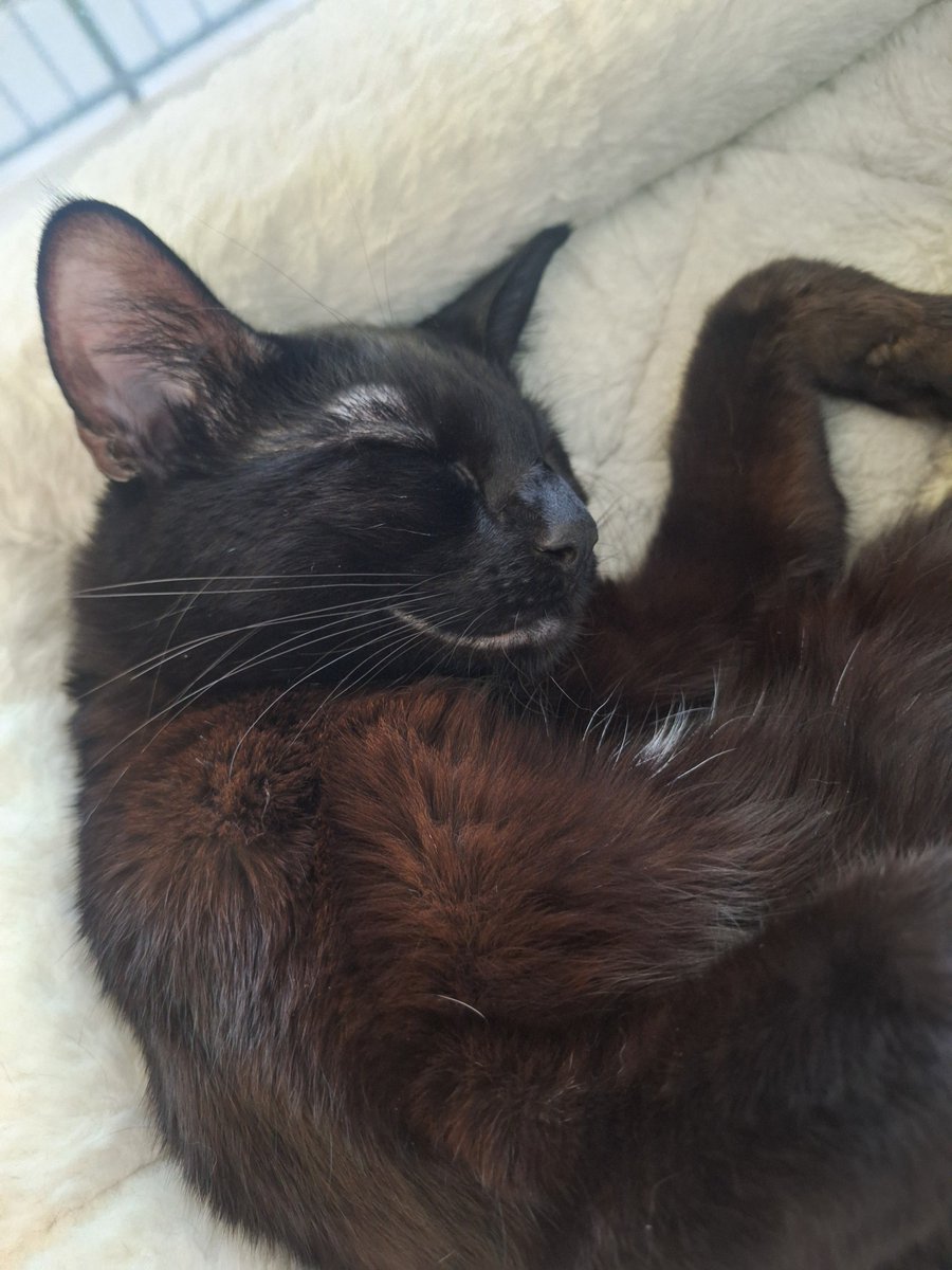 saigenosyuri's tweet photo. hi guys look at my cat https://t.co/ziEGpJDuSS