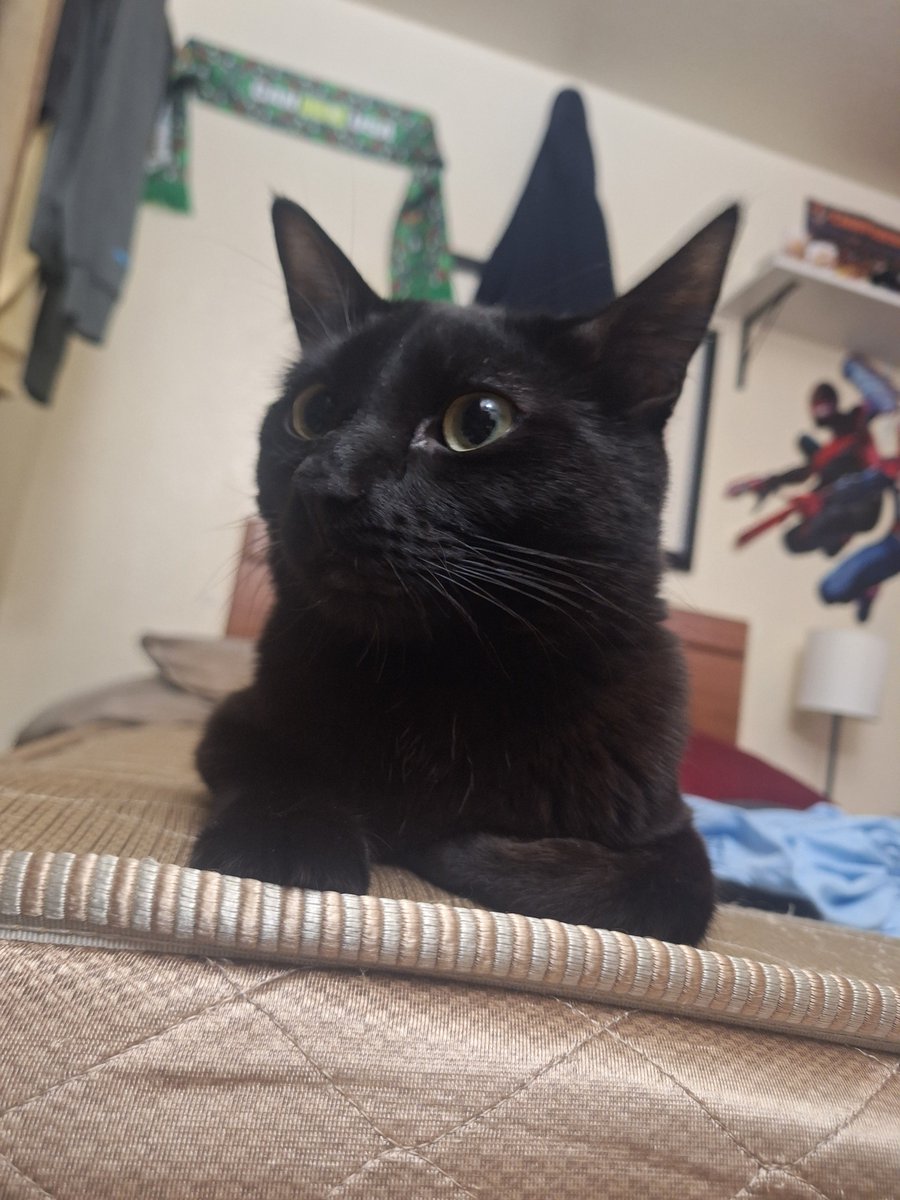 saigenosyuri's tweet photo. hi guys look at my cat https://t.co/ziEGpJDuSS