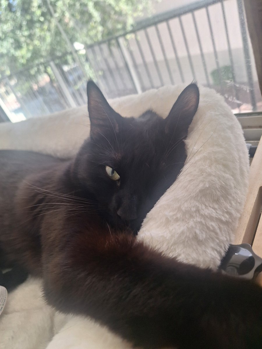 saigenosyuri's tweet photo. hi guys look at my cat https://t.co/ziEGpJDuSS