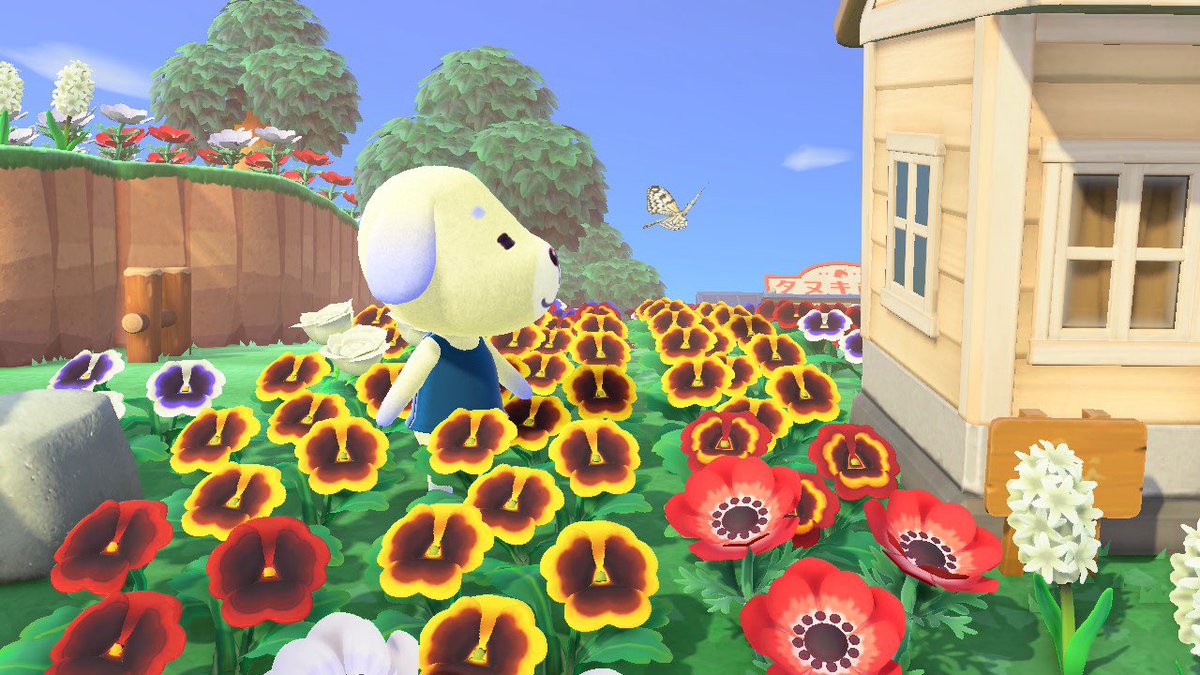 mktogbl's tweet photo. 今日のバニラちゃん  #Nintendo  #あつ森 #ACNH https://t.co/3mHXOUkriP