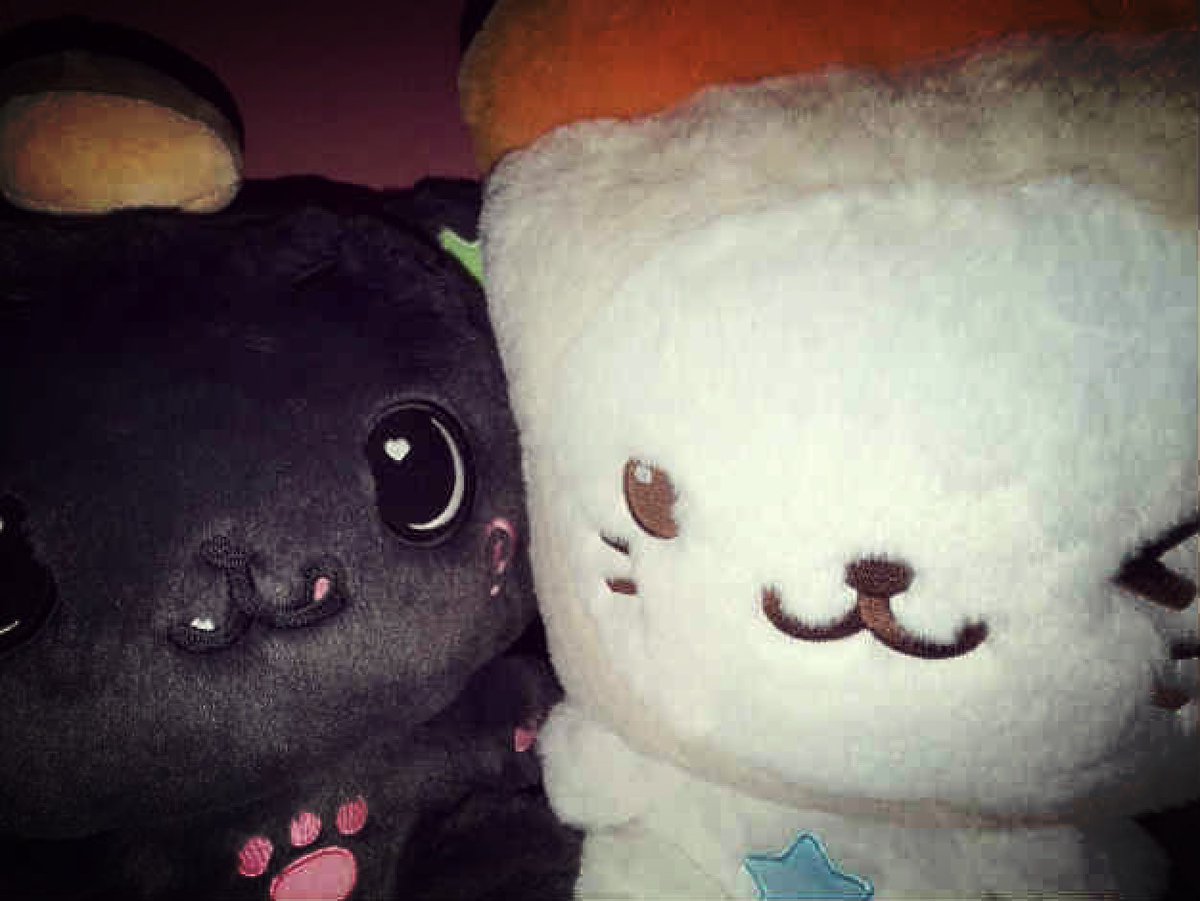 nyawawa0's tweet photo. 쿠리♡법냥 !!!!!! https://t.co/Zi0LEYvRBo