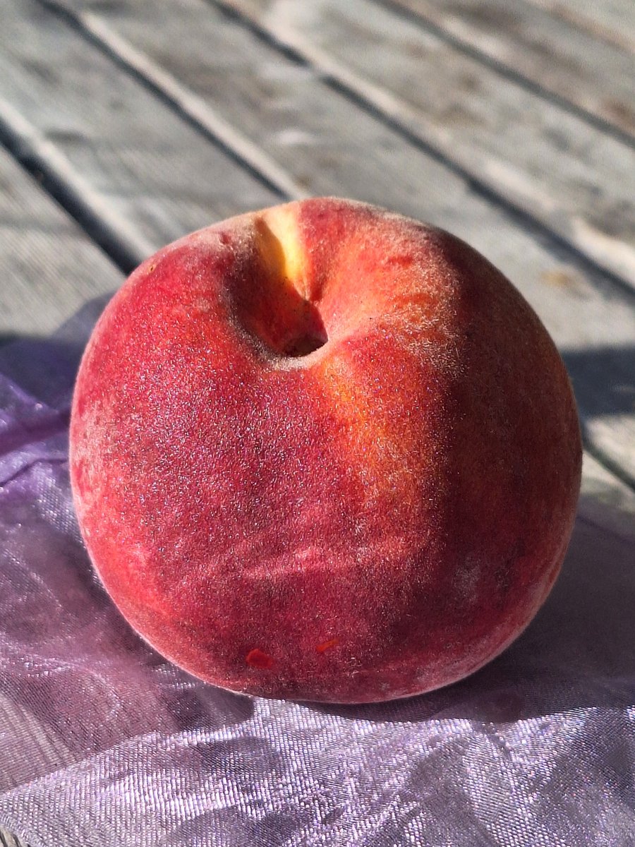 hvwer's tweet photo. Goedemorgen! Vers geplukt uit eigen tuin! Kijk hoe mooi ❤️
#Nectarine https://t.co/2yHT0IgXC9