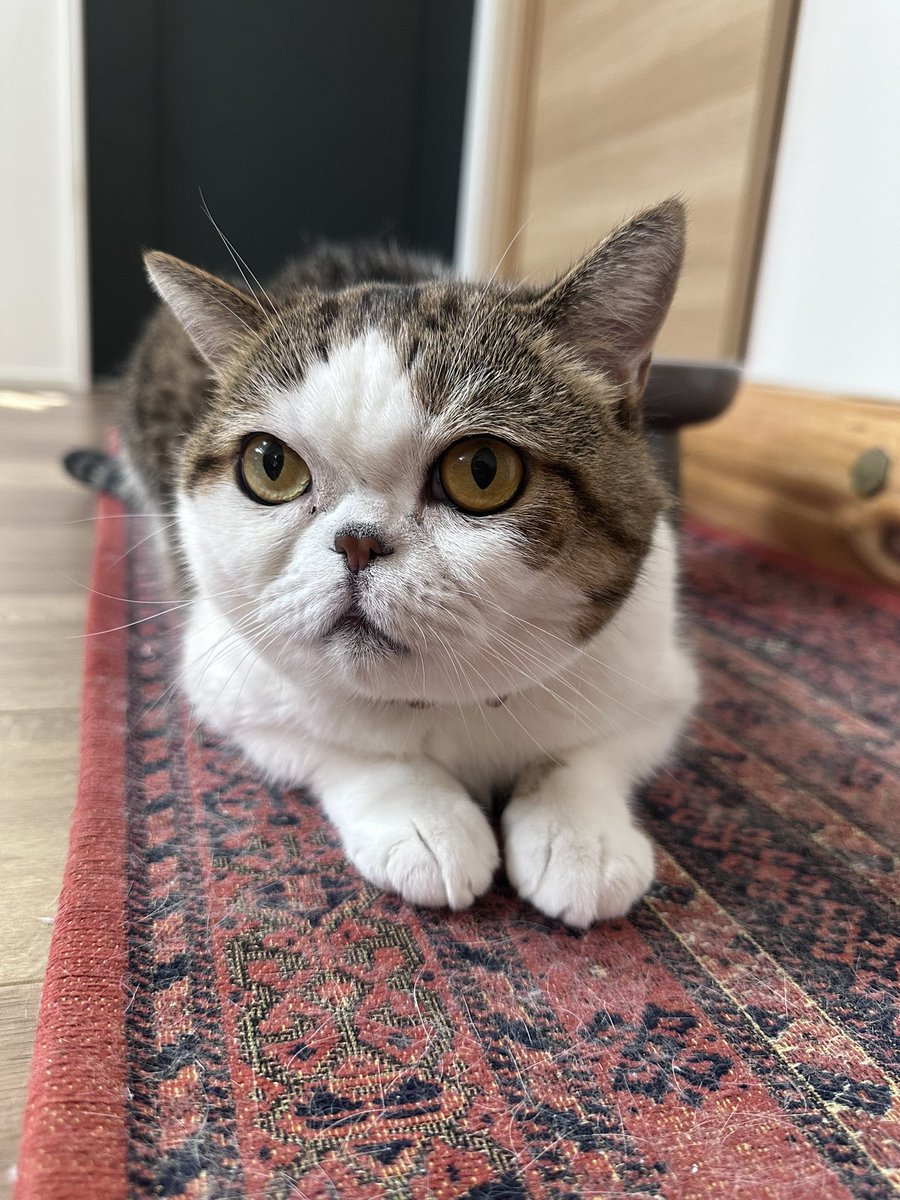 FuuchanKitty's tweet photo. 今日もまん丸のあたち🐻

#エキゾチックショートヘア https://t.co/WdRF5Nov4v