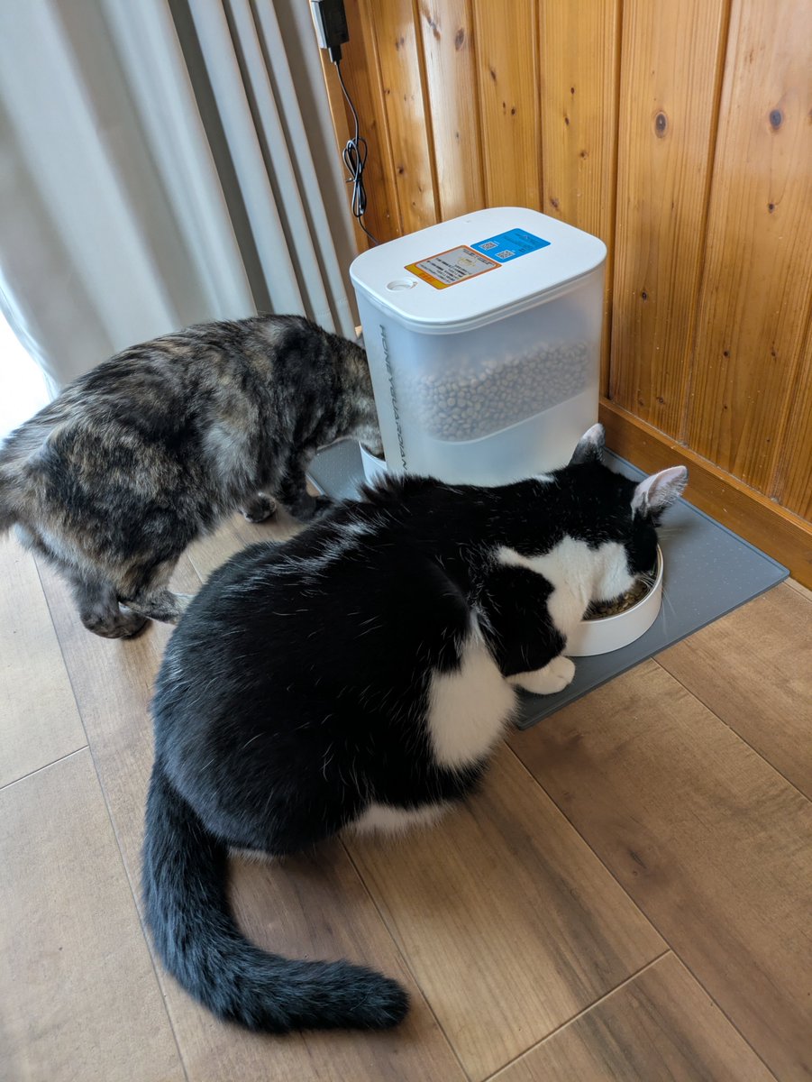0704_ka's tweet photo. 😼 https://t.co/HcivSNzpG8