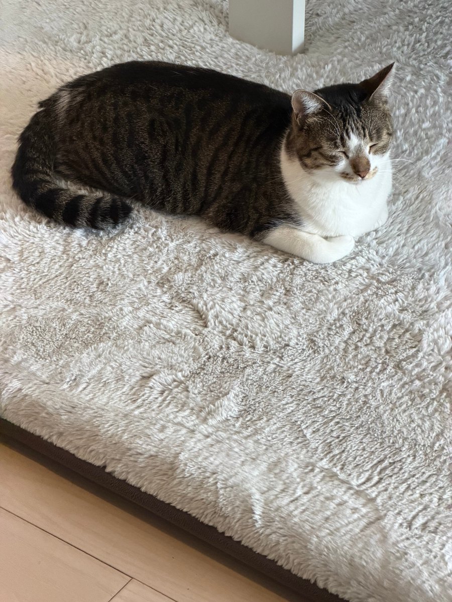 neko_neko_q_q's tweet photo. 世界猫の日 https://t.co/KySHR3e4U4